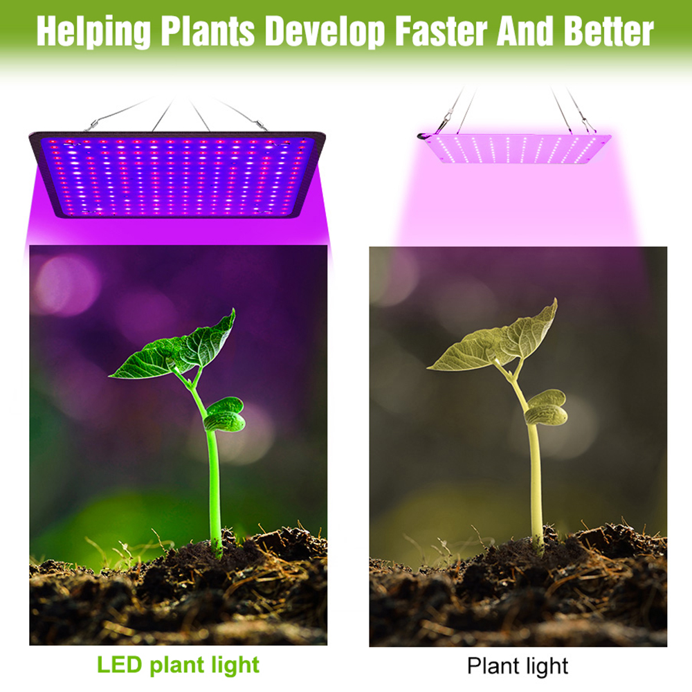 400W LED Grow Light Full Spect - Echeveria Succulent recension och pris