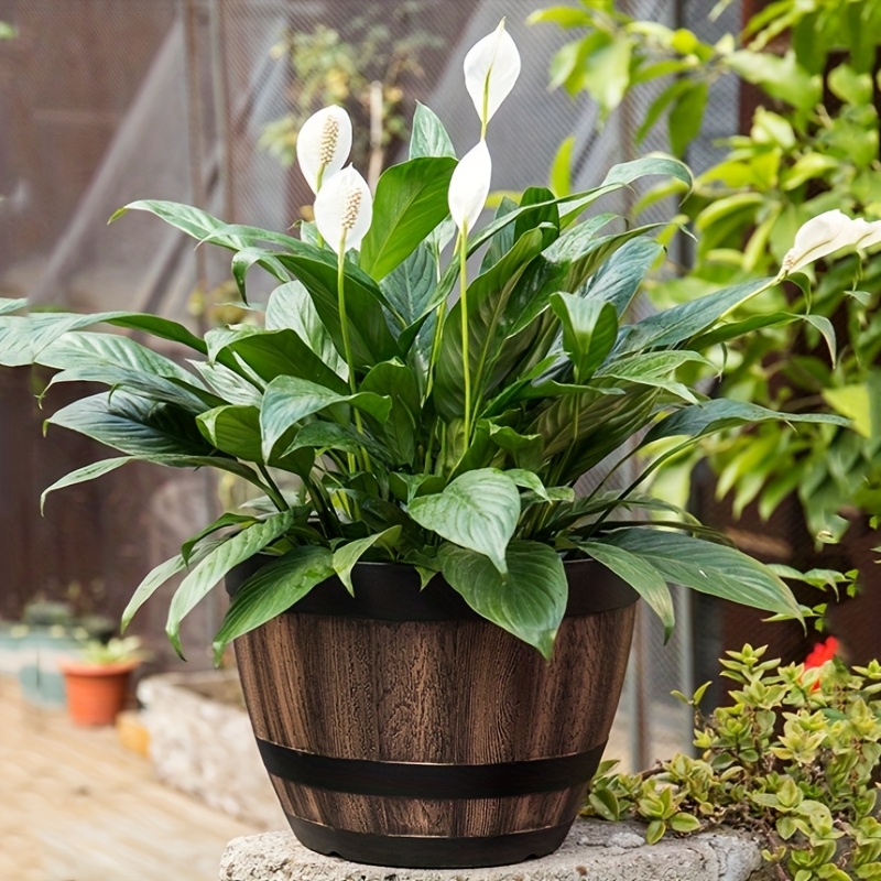 Durable Plastic Round Elegant  - Aloe Vera Pot recension och pris