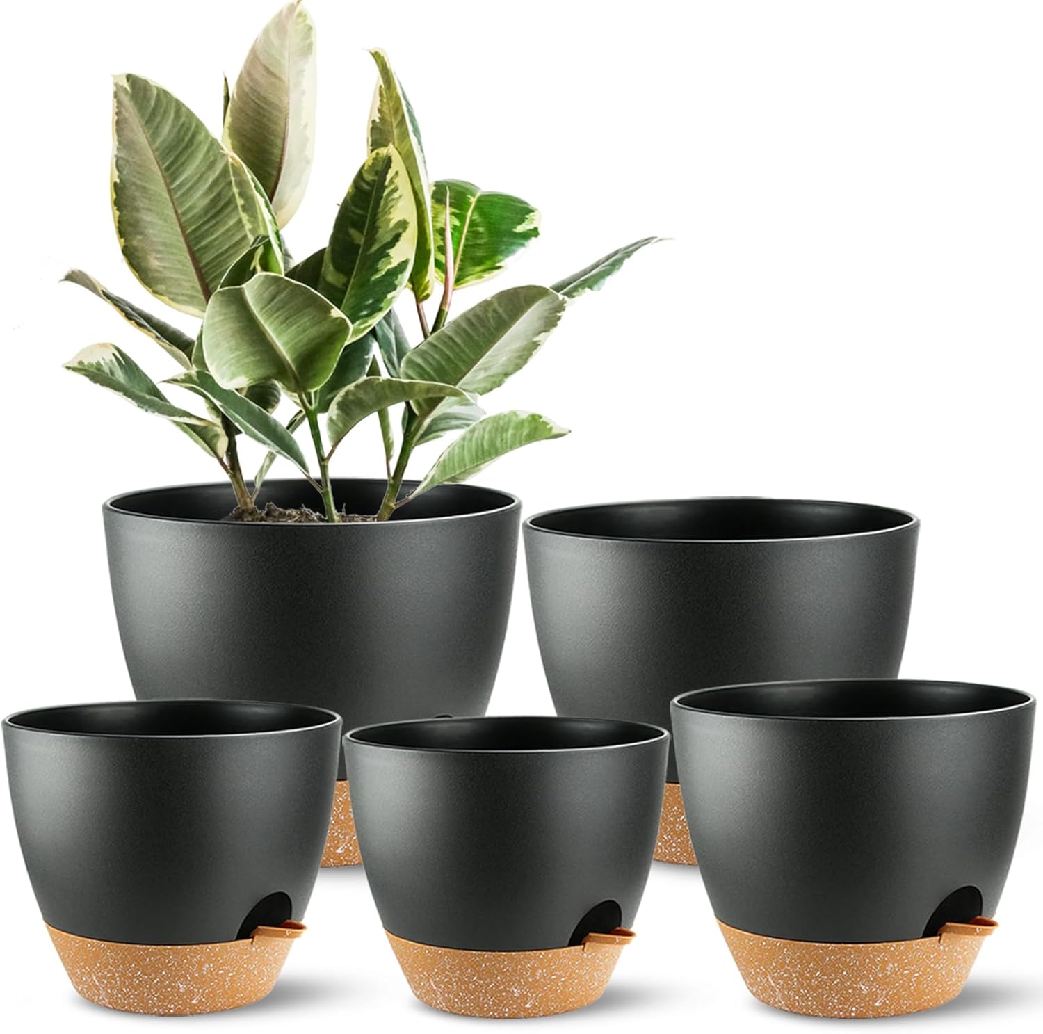 Self Watering Plant Pots with  - Echeveria Succulent recension och pris