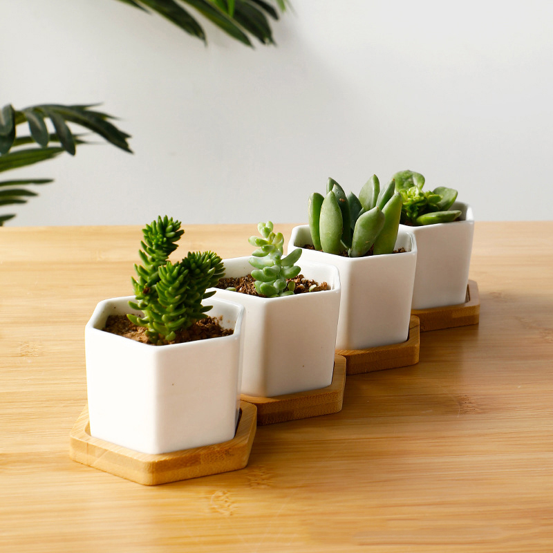 Ceramic Flowerpot White Hexago - Aloe Vera Pot recension och pris