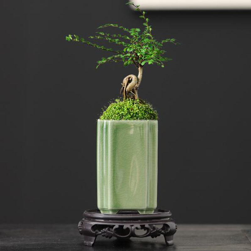 Porcelain Square Celadon Glaze - Pilea Peperomioides recension och pris