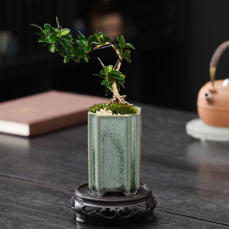 Porcelain Square Celadon Glaze - Pilea Peperomioides recension och pris