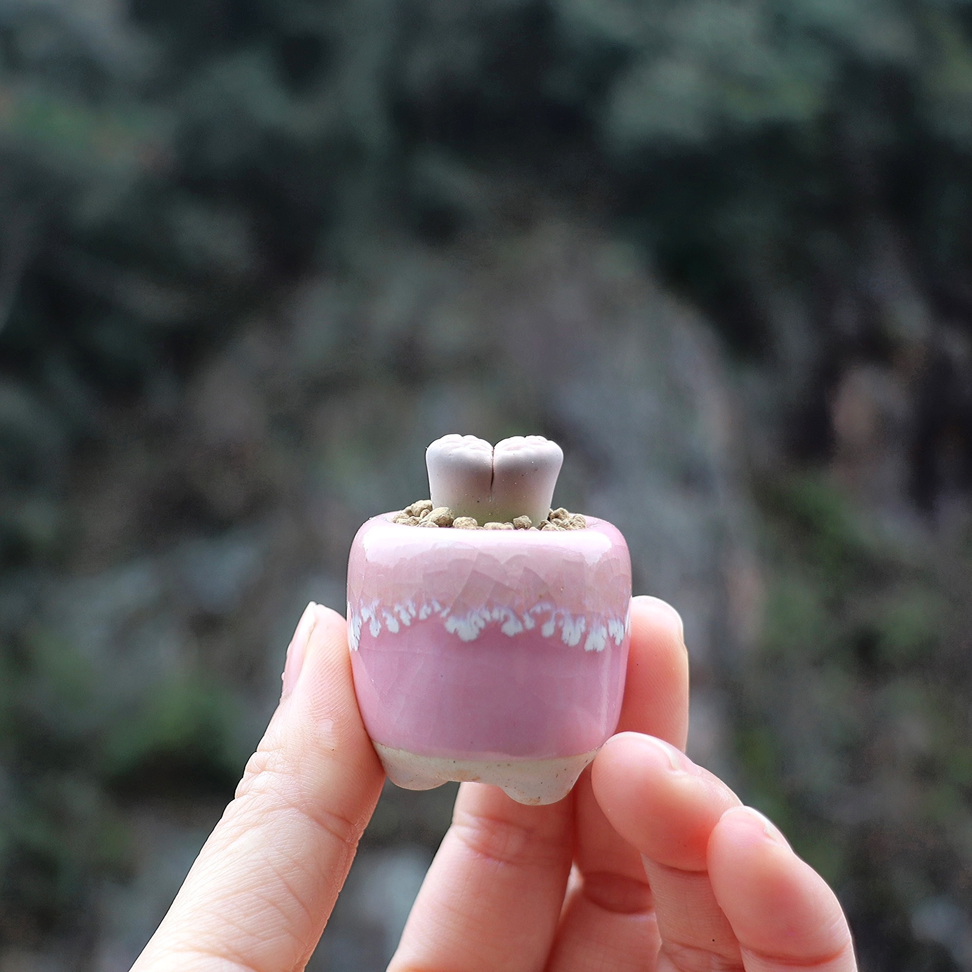 10Pcs Mini Ceramics Fowerpot M - Echeveria Succulent recension och pris