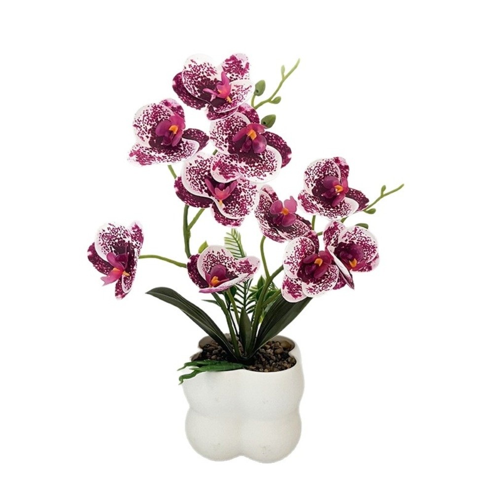 Multi-Bloom Simulated Butterfl - Pilea Peperomioides recension och pris
