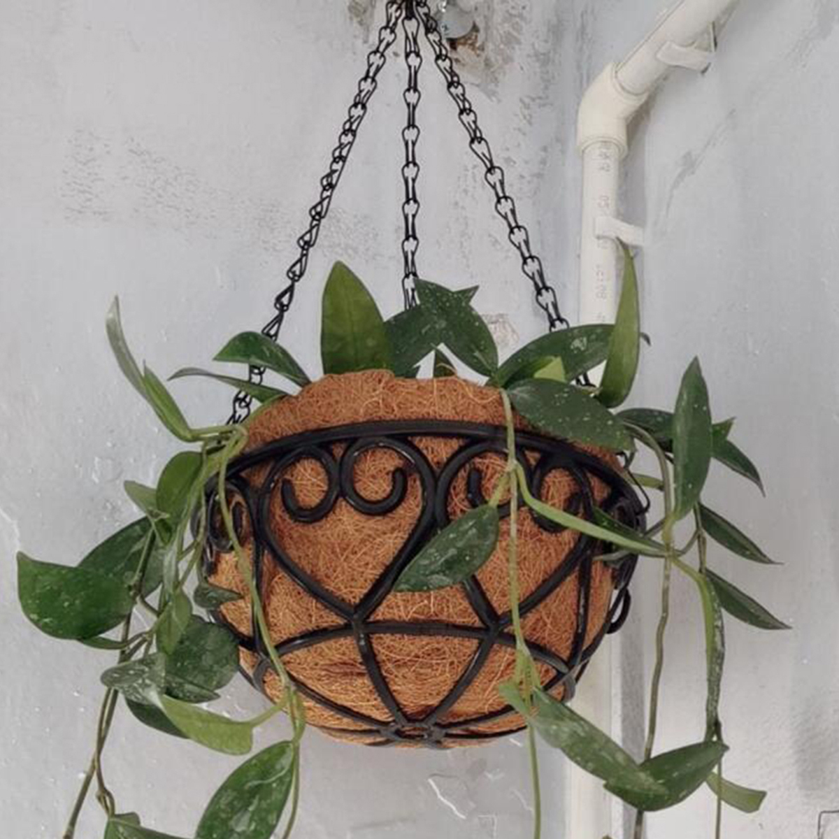 Coconut Liner Iron Chain Hangi - Spider Plant Hanging recension och pris