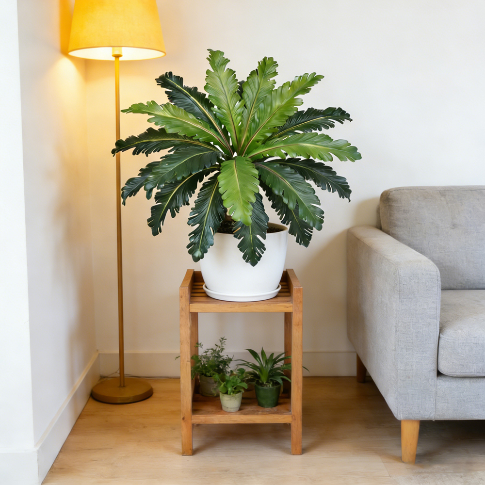 45-50cm Tropical Fake Persian  - Pilea Peperomioides recension och pris