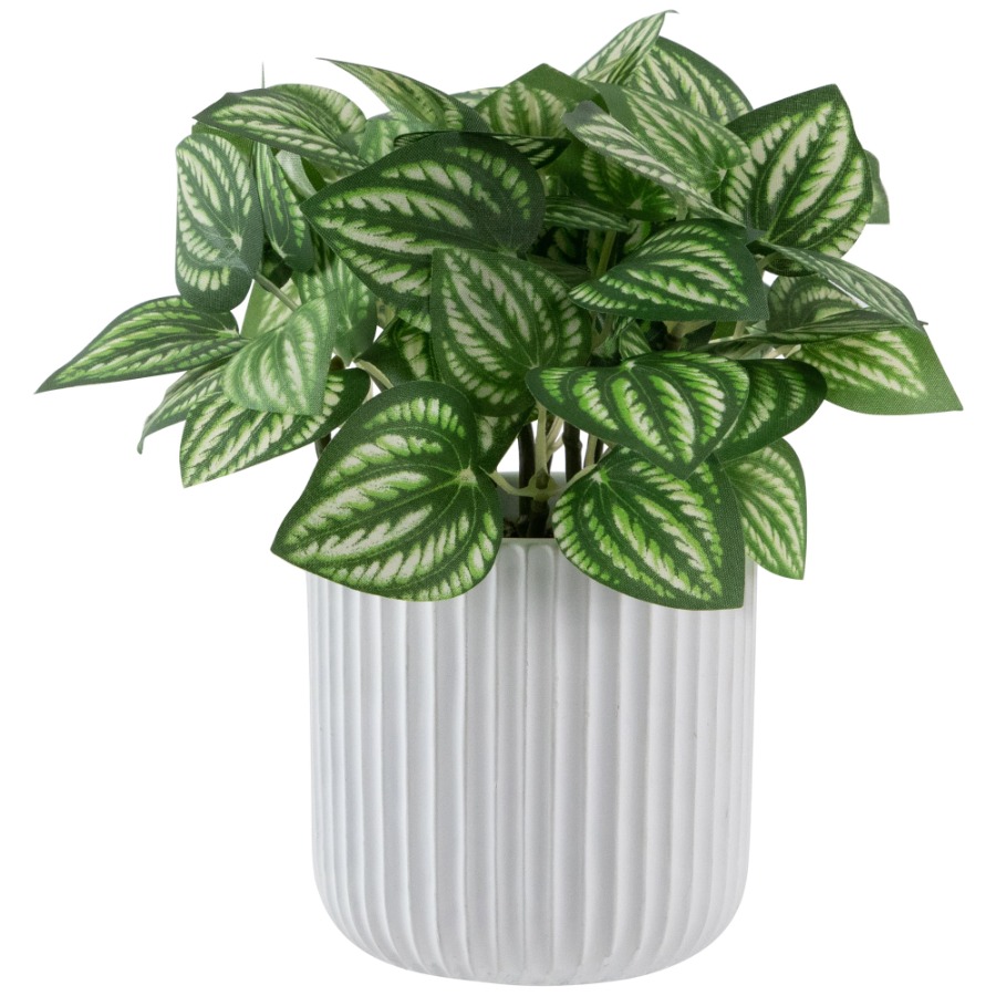 Artificial Watermelon Peperomi - Peperomia Watermelon recension och pris