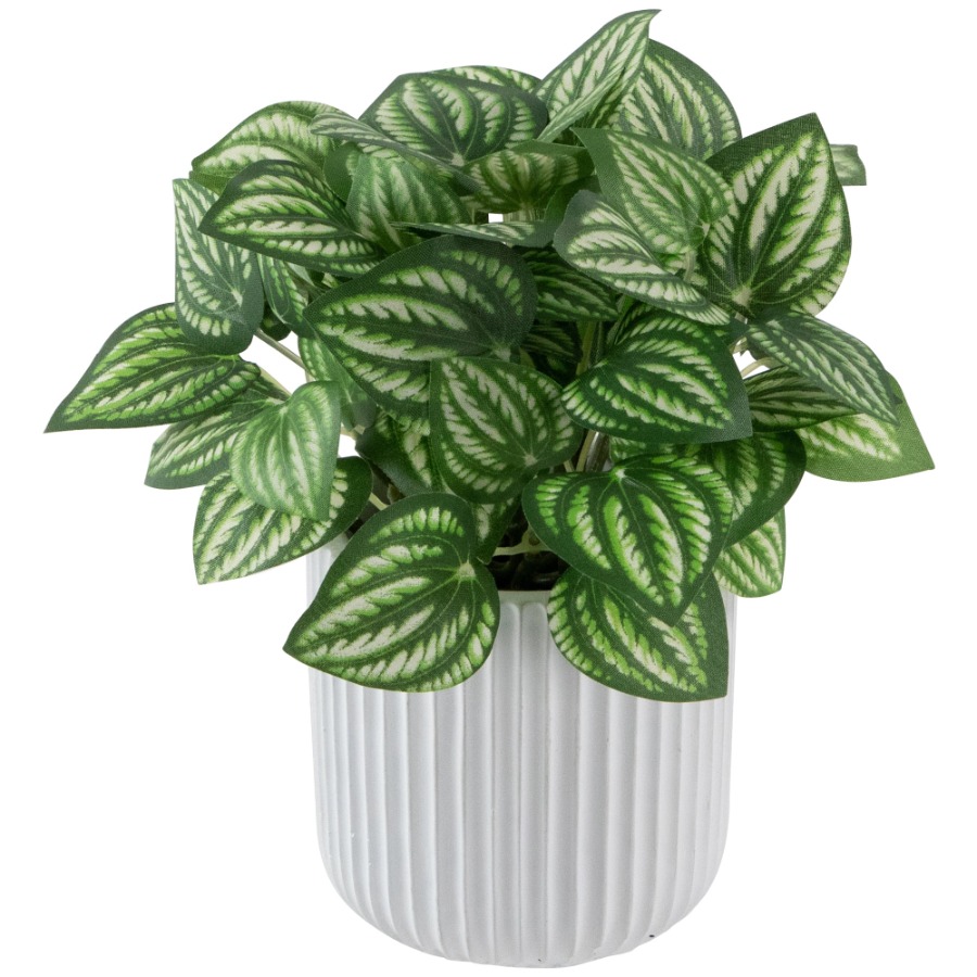 Artificial Watermelon Peperomi - Peperomia Watermelon recension och pris