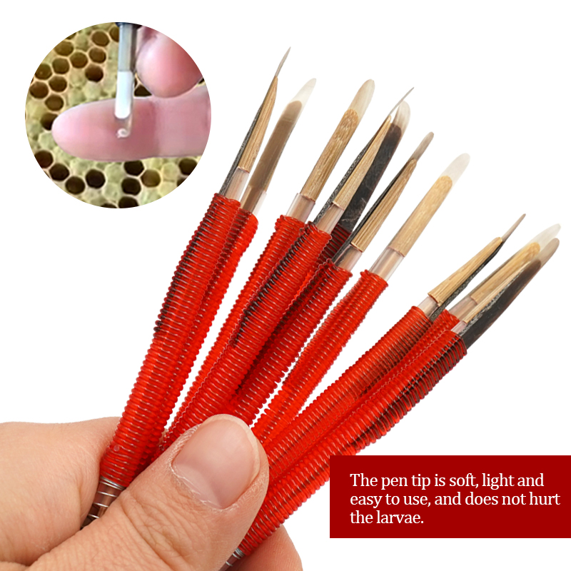 5/10Pcs Beekeeping Grafting To - Begonia Rex recension och pris