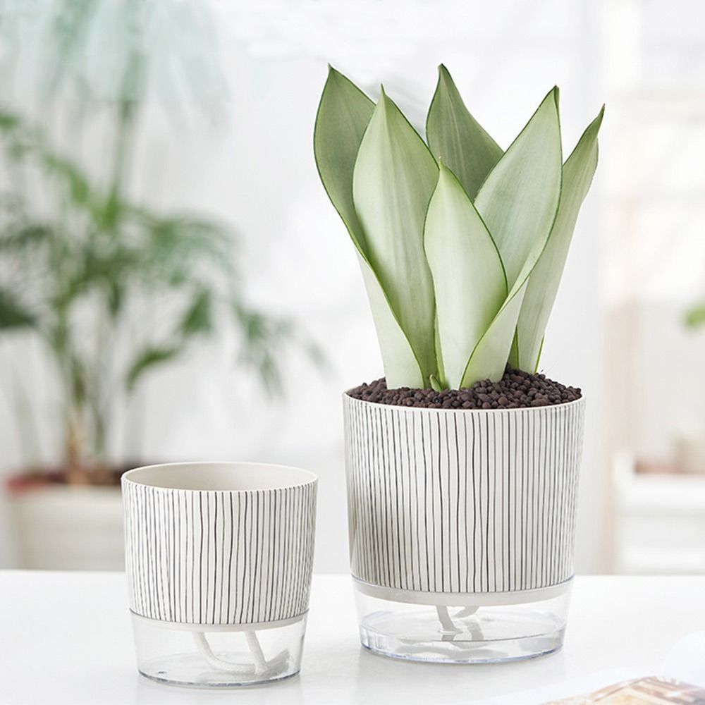 Transparent Self-watering Plan - Aloe Vera Pot recension och pris