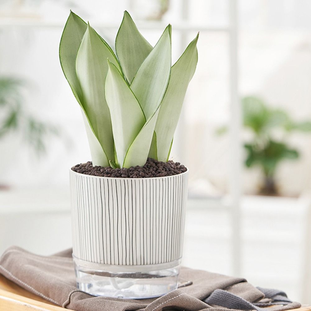 Transparent Self-watering Plan - Aloe Vera Pot recension och pris