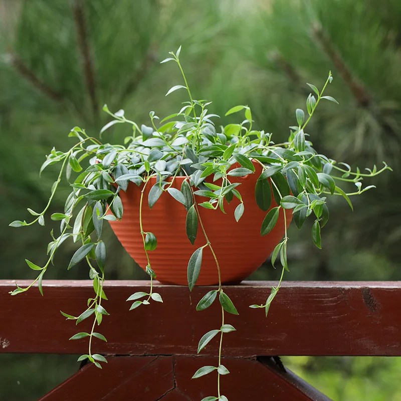 Creative Chinese Ceramic Flowe - Pilea Peperomioides recension och pris